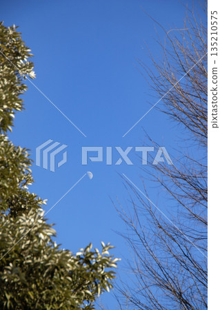 Daytime moon and winter trees floating in the blue sky 135210575