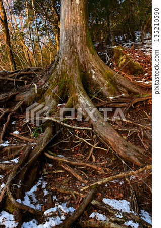 足座山脈的越前山:雪山中的杉樹林 足座山脈的越前山:雪山中的杉樹林 135210590