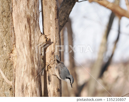 A Siberian nuthatch searching for food 135210807