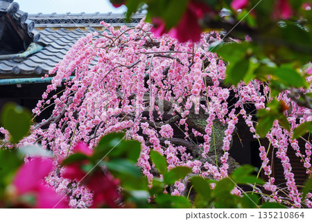 Pink weeping plum blossoms blooming at Kanchi-in Temple 135210864