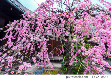 Pink weeping plum blossoms blooming at Kanchi-in Temple Pink weeping plum blossoms blooming at Kanchi-in Temple 135210865