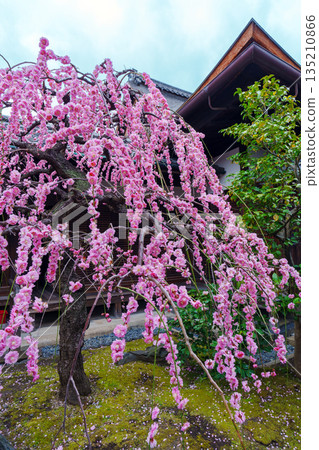 Pink weeping plum blossoms blooming at Kanchi-in Temple Pink weeping plum blossoms blooming at Kanchi-in Temple 135210866