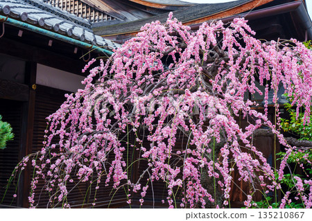 Pink weeping plum blossoms blooming at Kanchi-in Temple Pink weeping plum blossoms blooming at Kanchi-in Temple 135210867