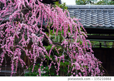 Pink weeping plum blossoms blooming at Kanchi-in Temple Pink weeping plum blossoms blooming at Kanchi-in Temple 135210868