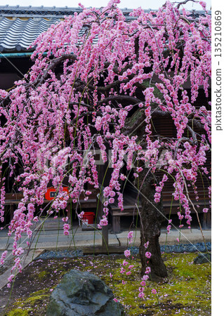 Pink weeping plum blossoms blooming at Kanchi-in Temple Pink weeping plum blossoms blooming at Kanchi-in Temple 135210869