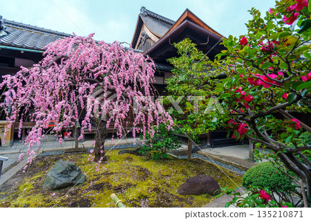 Pink weeping plum blossoms blooming at Kanchi-in Temple 135210871