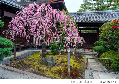 Pink weeping plum blossoms blooming at Kanchi-in Temple Pink weeping plum blossoms blooming at Kanchi-in Temple 135210873