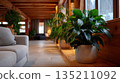 Cozy Interior with Green Plants and Natural Light 135211092