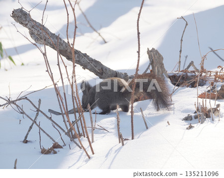 北海道松鼠忙著覓食 135211096