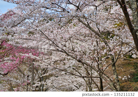 Beautiful cherry blossoms on the Philosopher's Path in Kyoto (Sakyo Ward, Kyoto City, Kyoto Prefecture) Beautiful cherry blossoms on the Philosopher's Path in Kyoto (Sakyo Ward, Kyoto City, Kyoto Prefecture) 135211132
