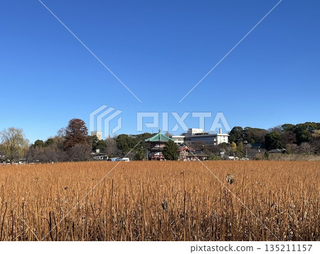 Shinobazu Pond and Bentendo Temple under the clear blue winter sky 135211157