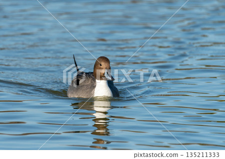 A Northern Pintail swimming on the water surface in winter 135211333