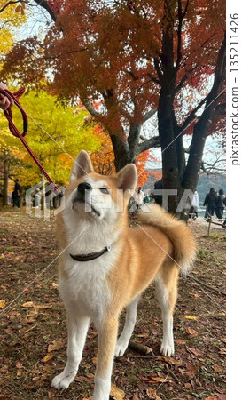 Akita dog sitting among autumn leaves Akita dog sitting among autumn leaves 135211426