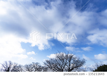 冬日的天空、雲彩和樹木 冬日的天空、雲彩和樹木 135211643