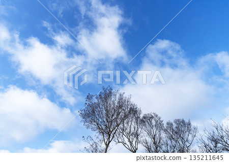 冬日的天空、雲彩和樹木 冬日的天空、雲彩和樹木 135211645
