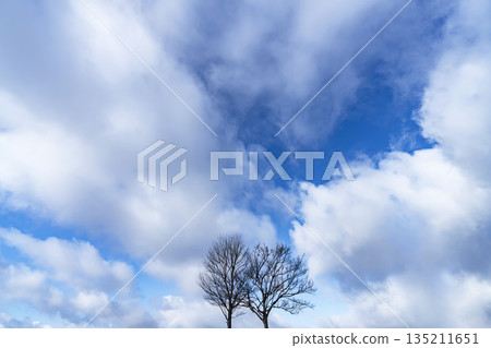 Winter sky, clouds and trees Winter sky, clouds and trees 135211651