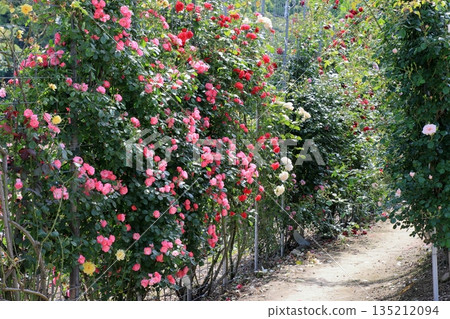 Rose wall Rose wall 135212094
