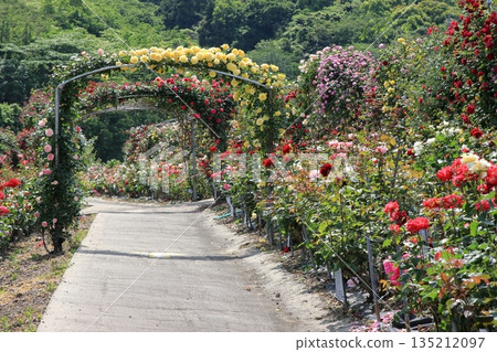 盛開的玫瑰園 盛開的玫瑰園 135212097