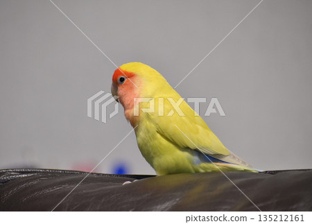 寵物鸚鵡的表情：一隻玄鳳鸚鵡在室內放鬆 135212161