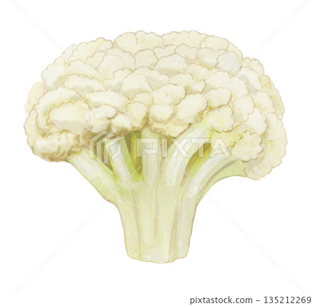 花椰菜例證 花椰菜例證 135212269