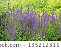 beautiful, profusely blooming catnip fassinii 135212311