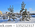 Snow-covered fir trees in a city park in Moscow, Russia 135212317