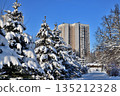 Snow-covered fir trees in a city park in Moscow, Russia 135212328