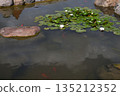 Colorful koi carp in a pond with water lilies 135212352
