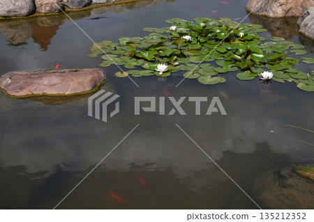 Colorful koi carp in a pond with water lilies 135212352