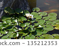 Colorful koi carp in a pond with water lilies 135212353