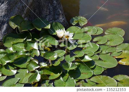 Colorful koi carp in a pond with water lilies 135212353