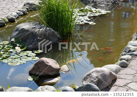 Colorful koi carp in a pond with water lilies 135212355
