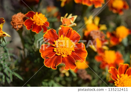 萬壽菊花 萬壽菊花 135212411