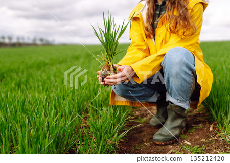 Farmer woman works in field, inspects the crop green wheat. Growing crops, green shoots. Farmer woman works in field, inspects the crop green wheat. Growing crops, green shoots. 135212420