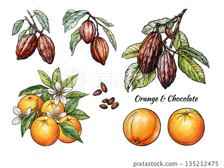 Oranges and chocolate cacao botanical set. Oranges and chocolate cacao botanical set. 135212475