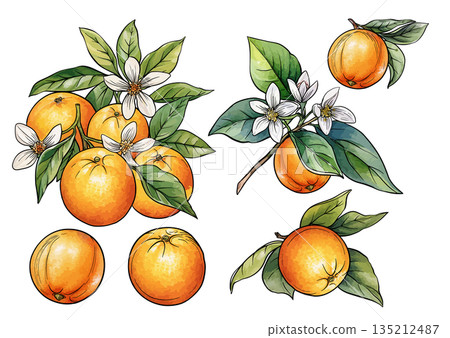 Orange branch set botanical illustration 135212487