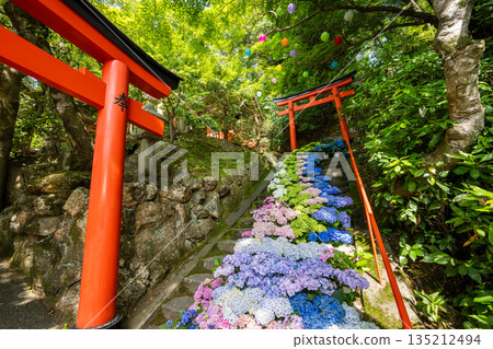 京都府柳谷觀音寺,繡球花盛開 京都府柳谷觀音寺,繡球花盛開 135212494