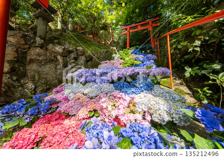 京都府柳谷觀音寺,繡球花盛開 京都府柳谷觀音寺,繡球花盛開 135212496