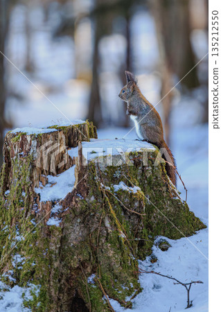 Hokkaido squirrel standing in a snowy forest in winter Hokkaido squirrel standing in a snowy forest in winter 135212550