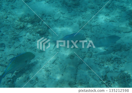 fish swimming in coral reef fish swimming in coral reef 135212598