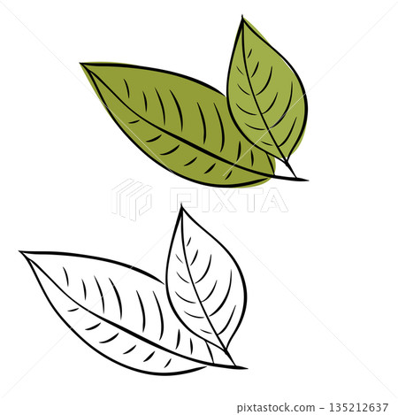 green tea leaves and twigs. Ingredients for a hot drink. Isolated hand drawn illustration. Vector graphic line ink colored art. For poster, invitation, backdrop, ad, sale promotion green tea leaves and twigs. Ingredients for a hot drink. Isolated hand drawn illustration. Vector graphic line ink colored art. For poster, invitation, backdrop, ad, sale promotion 135212637