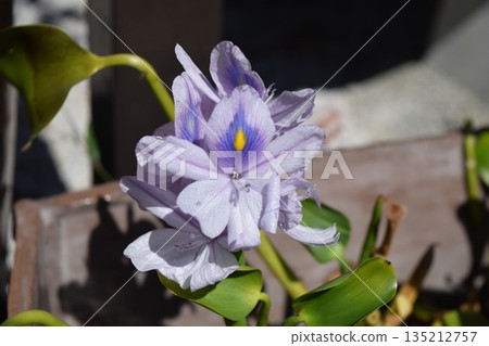 Water hyacinth flowers 135212757