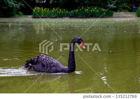 Elegant black waterbird displaying grace on a calm lake Elegant black waterbird displaying grace on a calm lake 135212769