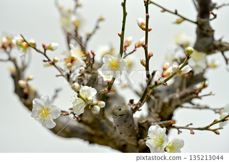 梅花告訴春天的到來 135213044
