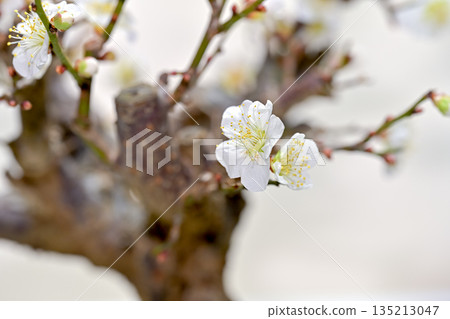 梅花告訴春天的到來 135213047