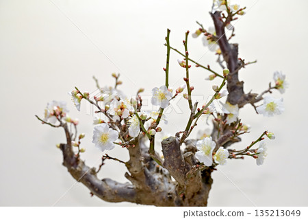 梅花告訴春天的到來 135213049