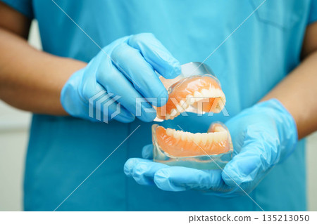 Dental teeth model on white background for learn about dentistry. 135213050