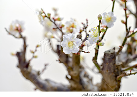 梅花告訴春天的到來 135213054