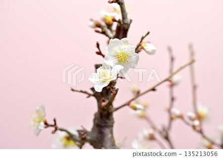 梅花告訴春天的到來 135213056