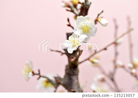 梅花告訴春天的到來 135213057